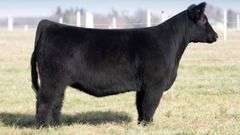 TAG 2090 BRED HEIFER
