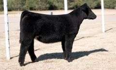 TAG 30 HEIFER