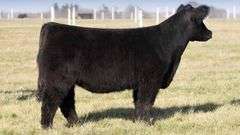 TAG 1036 BRED HEIFER