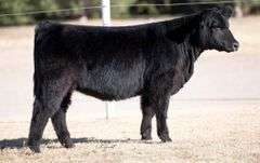 TAG 29 HEIFER