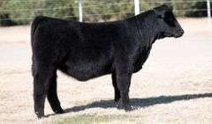 TAG 23 HEIFER