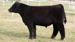 TAG 235 STEER