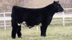 TAG 123 STEER