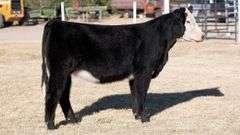 TAG 25 HEIFER