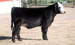 TAG 22 HEIFER