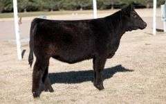 TAG 35 HEIFER