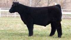 TAG 232 STEER