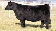 TAG 147 BRED HEIFER