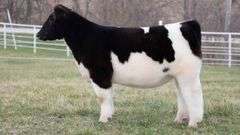 TAG 129 HEIFER
