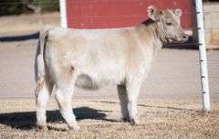TAG 19.1 HEIFER