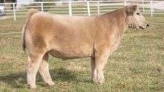 TAG 263 STEER