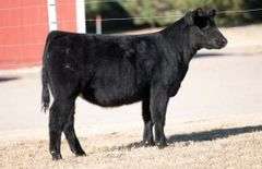TAG 14 HEIFER
