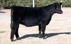 TAG 6 HEIFER