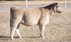 TAG 26 HEIFER