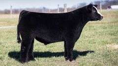 TAG 22 STEER