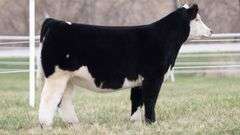 TAG 139 HEIFER