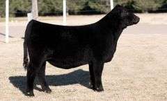 TAG 33 HEIFER