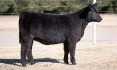 TAG 28 HEIFER