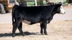 TAG 20 HEIFER