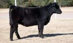 TAG 19 HEIFER
