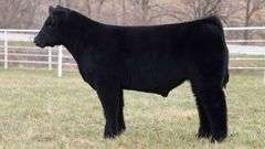 TAG 228 STEER
