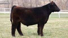 TAG 179 STEER