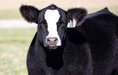 TAG 22 STEER