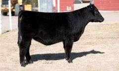 TAG 18 HEIFER