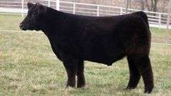 TAG 295 STEER