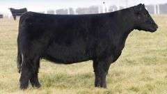 TAG 67 BRED HEIFER