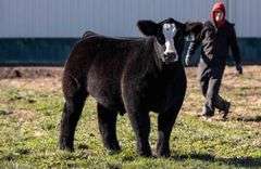 TAG 22 STEER