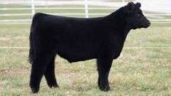 TAG 293 STEER