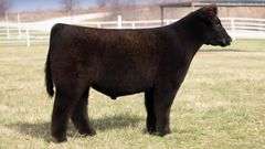 TAG 216 STEER