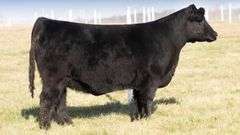 TAG 1822 BRED HEIFER