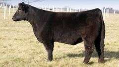 TAG 2001 BRED HEIFER