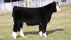 TAG 163 STEER