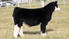 TAG 222 STEER