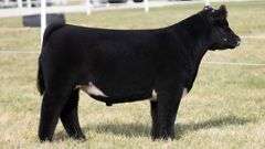 TAG 68 STEER