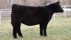 TAG 153 HEIFER