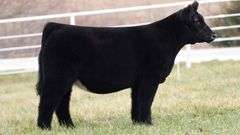 TAG 226 HEIFER