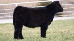 TAG 69 HEIFER