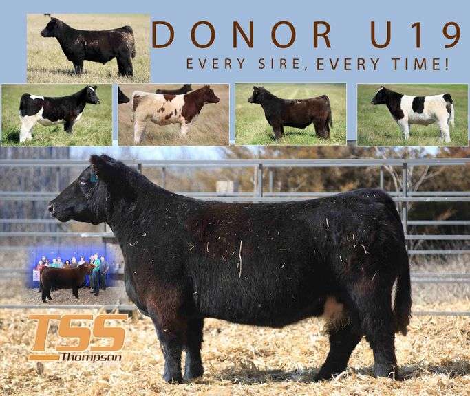DONOR U19 X MATERNAL MADE (FEMALE) EMBRYOS
