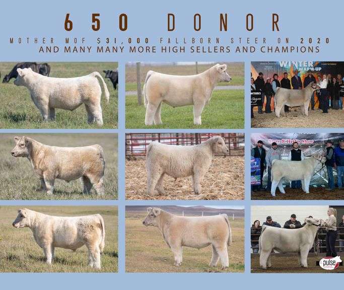 DONOR 650 X IGWT (MALE) EMBRYOS