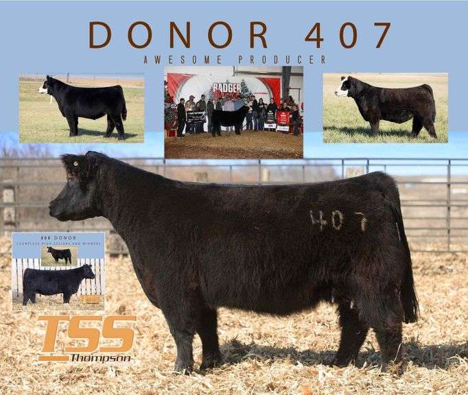 DONOR 407 X BANKROLL EMBRYOS