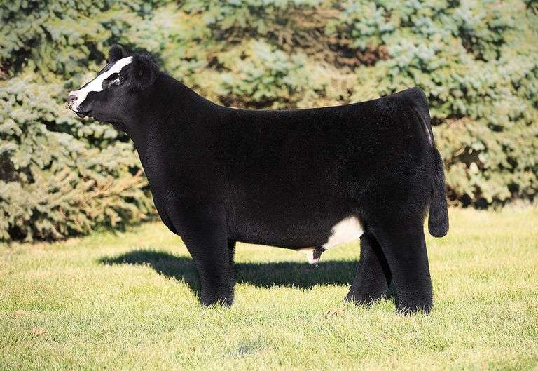 SEXED HEIFER GOOD AS IT GETS