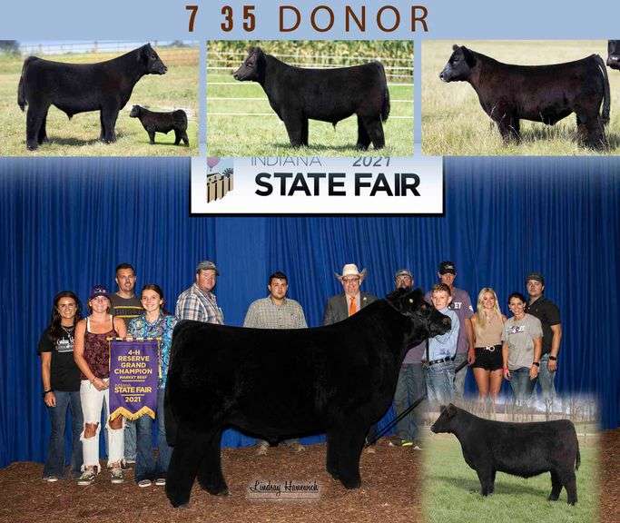 DONOR 7/35 X W/C BANKROLL (FEMALE) EMBRYOS