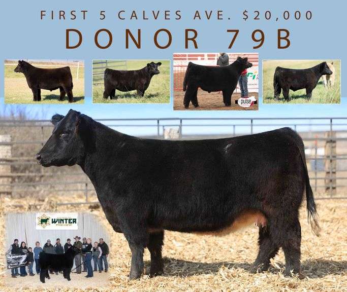 DONOR 79B X GOOD AS IT GETS (FEMALE) EMBRYOS