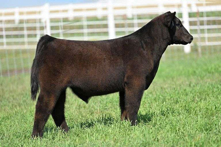 TAG 45 STEER