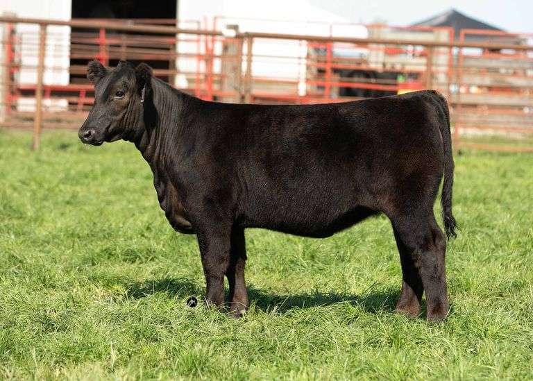 TAG 17 HEIFER