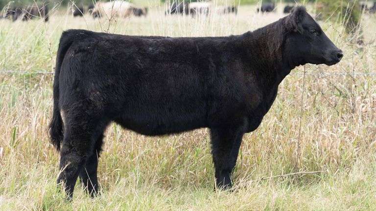 TAG 819 HEIFER